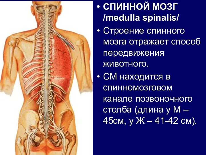 СПИННОЙ МОЗГ /medulla spinalis/ Строение спинного мозга отражает способ передвижения