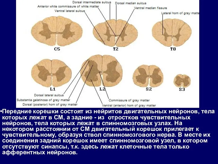 Передние корешки состоят из нейритов двигательных нейронов, тела которых лежат