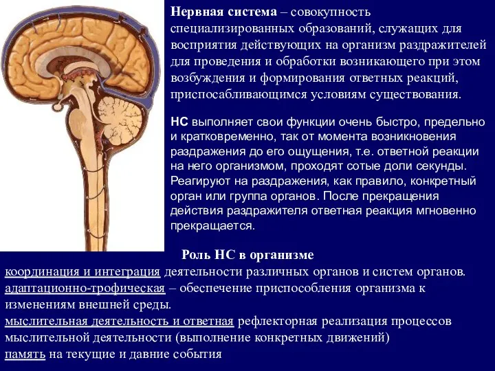 Нервная система – совокупность специализированных образований, служащих для восприятия действующих