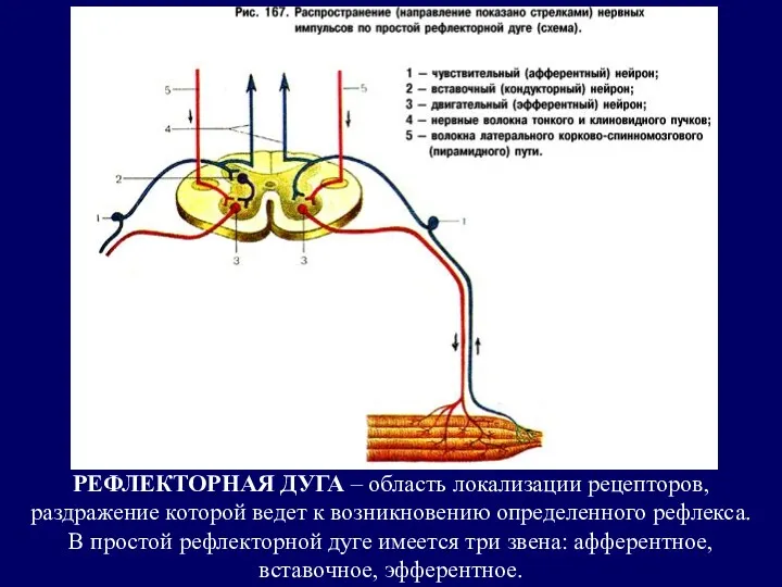 РЕФЛЕКТОРНАЯ ДУГА – область локализации рецепторов, раздражение которой ведет к