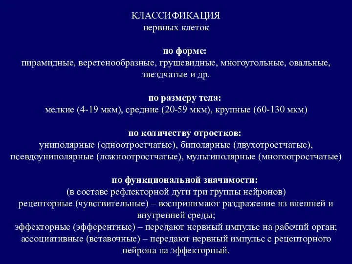 КЛАССИФИКАЦИЯ нервных клеток по форме: пирамидные, веретенообразные, грушевидные, многоугольные, овальные,