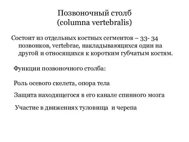 Позвоночный столб (columna vertebralis) Состоит из отдельных костных сегментов –