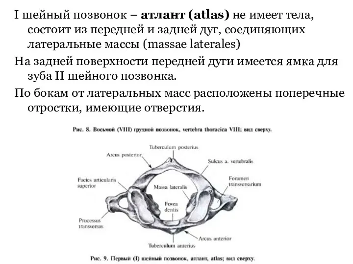 I шейный позвонок – атлант (atlas) не имеет тела, состоит