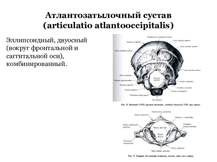 Атлантозатылочный сустав (articulatio atlantooccipitalis) Эллипсоидный, двуосный (вокруг фронтальной и саггитальной оси), комбинированный.
