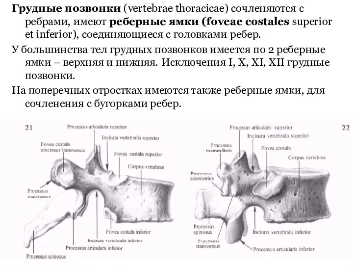 Грудные позвонки (vertebrae thoracicae) сочленяются с ребрами, имеют реберные ямки