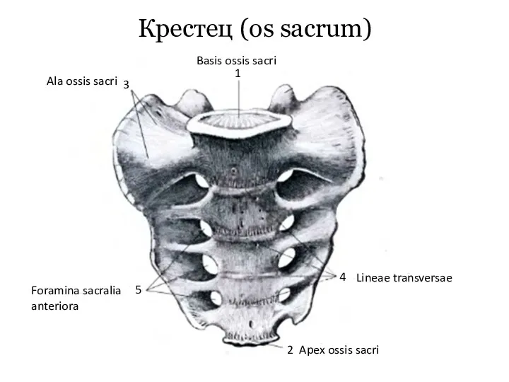 Крестец (os sacrum) 1 Basis ossis sacri 2 Apex ossis