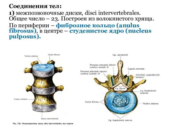 Соединения тел: 1) межпозвоночные диски, disci intervertebrales. Общее число –