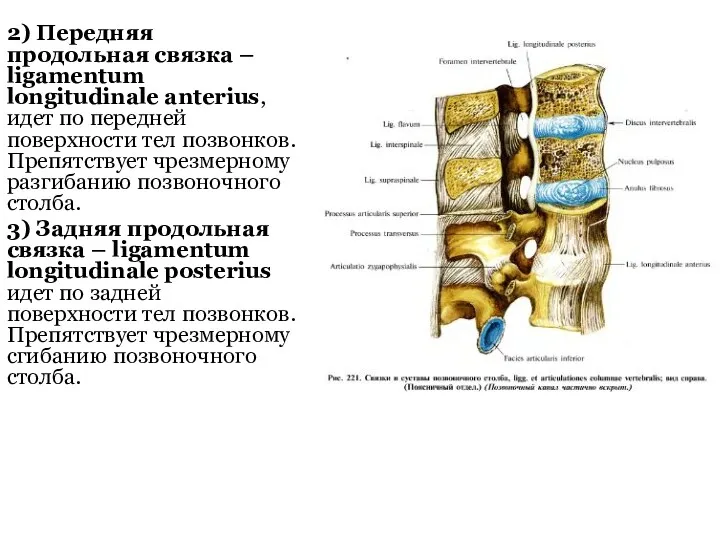 2) Передняя продольная связка – ligamentum longitudinale anterius, идет по