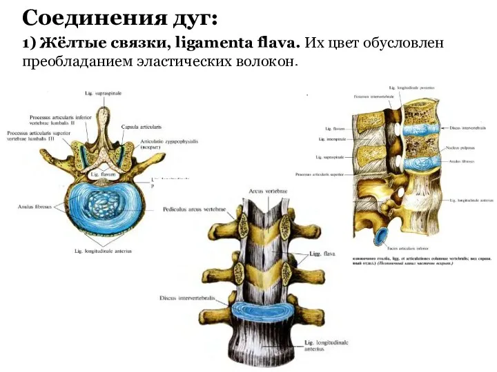 Соединения дуг: 1) Жёлтые связки, ligamenta flava. Их цвет обусловлен преобладанием эластических волокон.