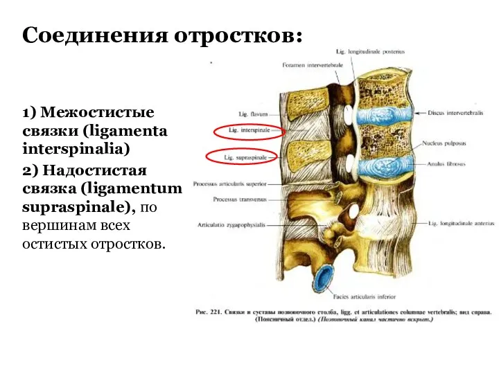 1) Межостистые связки (ligamenta interspinalia) 2) Надостистая связка (ligamentum supraspinale),