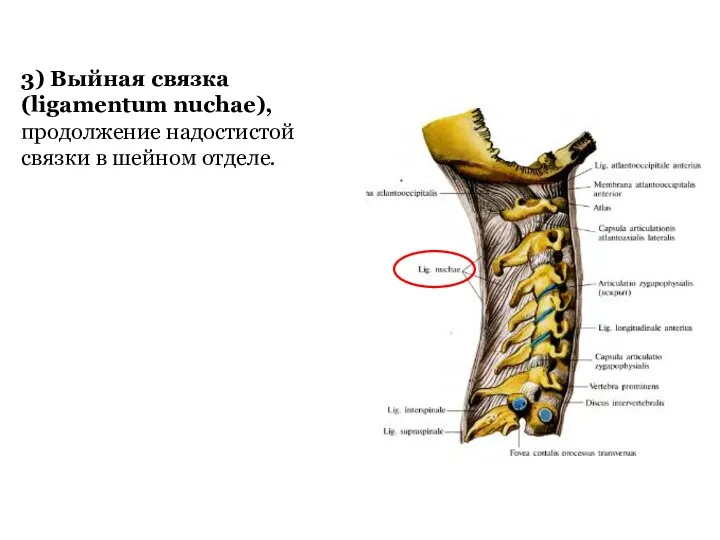 3) Выйная связка (ligamentum nuchae), продолжение надостистой связки в шейном отделе.