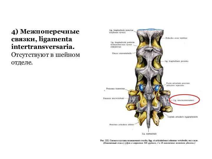 4) Межпоперечные связки, ligamenta intertransversaria. Отсутствуют в шейном отделе.