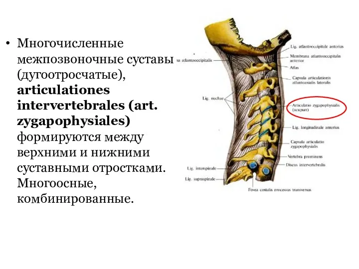 Многочисленные межпозвоночные суставы (дугоотросчатые), articulationes intervertebrales (art. zygapophysiales) формируются между
