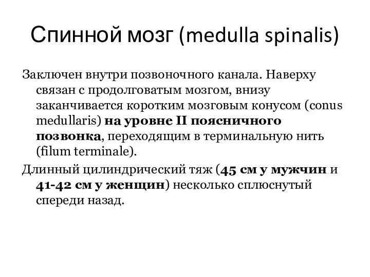 Спинной мозг (medulla spinalis) Заключен внутри позвоночного канала. Наверху связан