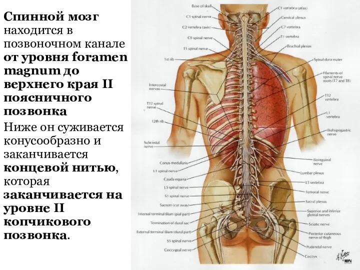 Спинной мозг находится в позвоночном канале от уровня foramen magnum