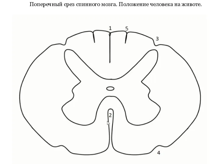 Поперечный срез спинного мозга. Положение человека на животе.