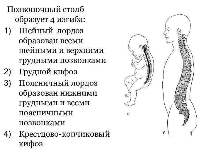 Позвоночный столб образует 4 изгиба: Шейный лордоз образован всеми шейными