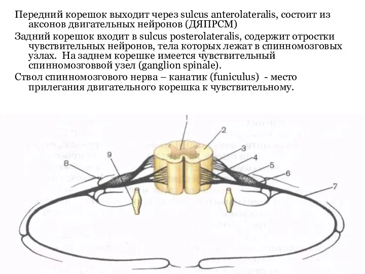 Передний корешок выходит через sulcus anterolateralis, состоит из аксонов двигательных