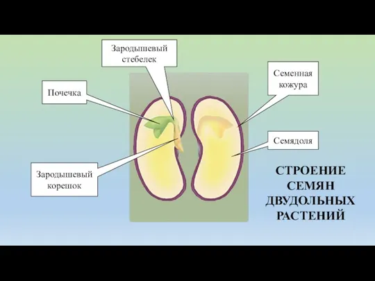 Зародышевый стебелек Почечка Зародышевый корешок Семенная кожура Семядоля СТРОЕНИЕ СЕМЯН ДВУДОЛЬНЫХ РАСТЕНИЙ