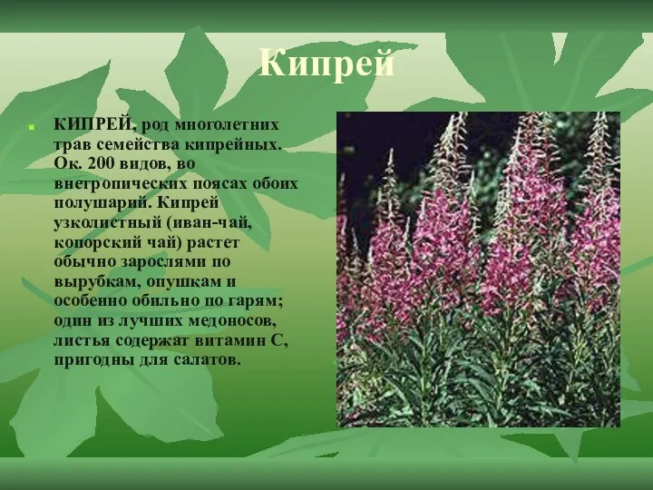Кипрей КИПРЕЙ, род многолетних трав семейства кипрейных. Ок. 200 видов, во внетропических поясах