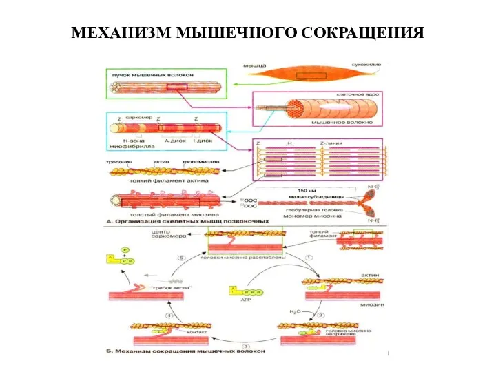 МЕХАНИЗМ МЫШЕЧНОГО СОКРАЩЕНИЯ