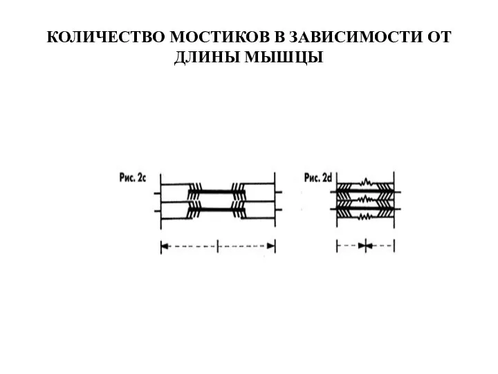 КОЛИЧЕСТВО МОСТИКОВ В ЗАВИСИМОСТИ ОТ ДЛИНЫ МЫШЦЫ