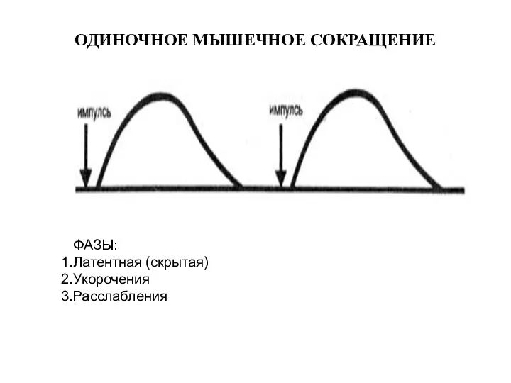 ОДИНОЧНОЕ МЫШЕЧНОЕ СОКРАЩЕНИЕ ФАЗЫ: Латентная (скрытая) Укорочения Расслабления