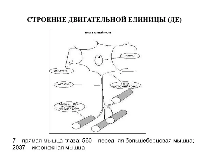 СТРОЕНИЕ ДВИГАТЕЛЬНОЙ ЕДИНИЦЫ (ДЕ) 7 – прямая мышца глаза; 560