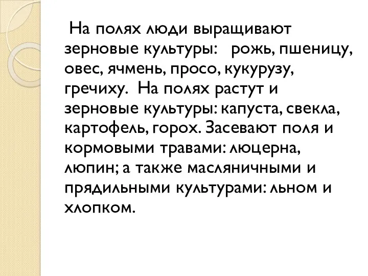 На полях люди выращивают зерновые культуры: рожь, пшеницу, овес, ячмень,