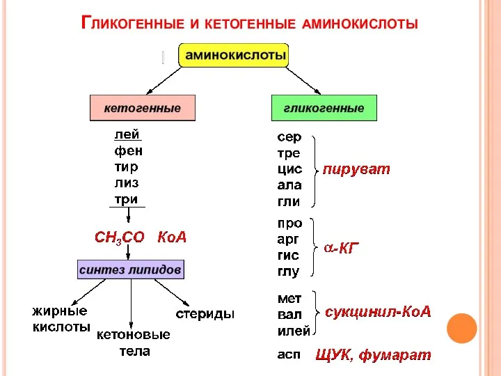 Гликогенные и кетогенные аминокислоты