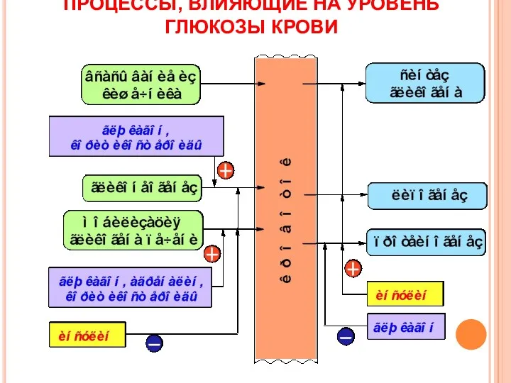 ПРОЦЕССЫ, ВЛИЯЮЩИЕ НА УРОВЕНЬ ГЛЮКОЗЫ КРОВИ