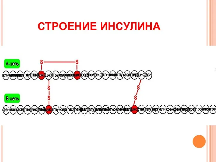 СТРОЕНИЕ ИНСУЛИНА