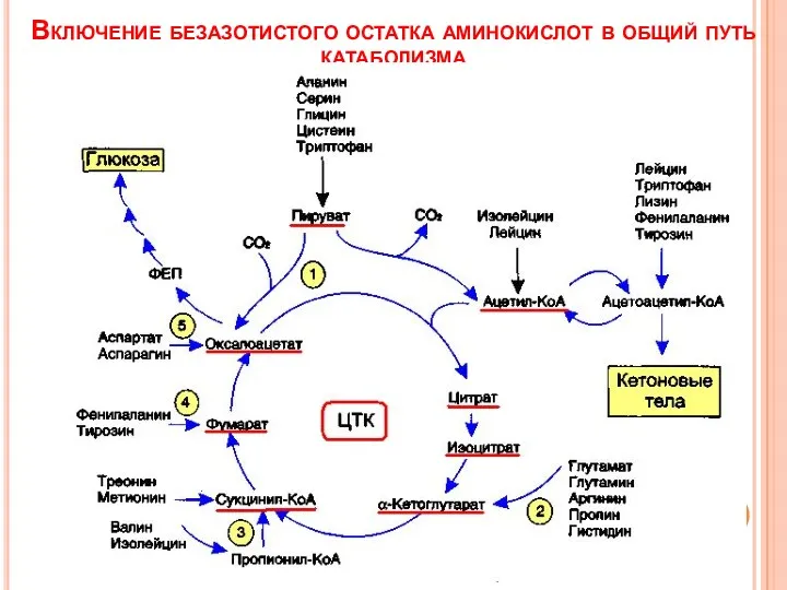 Включение безазотистого остатка аминокислот в общий путь катаболизма