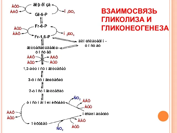 ВЗАИМОСВЯЗЬ ГЛИКОЛИЗА И ГЛИКОНЕОГЕНЕЗА