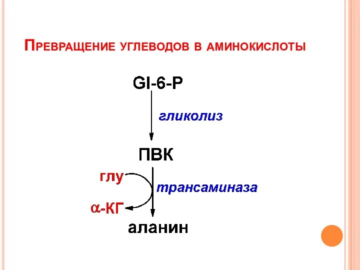 Превращение углеводов в аминокислоты