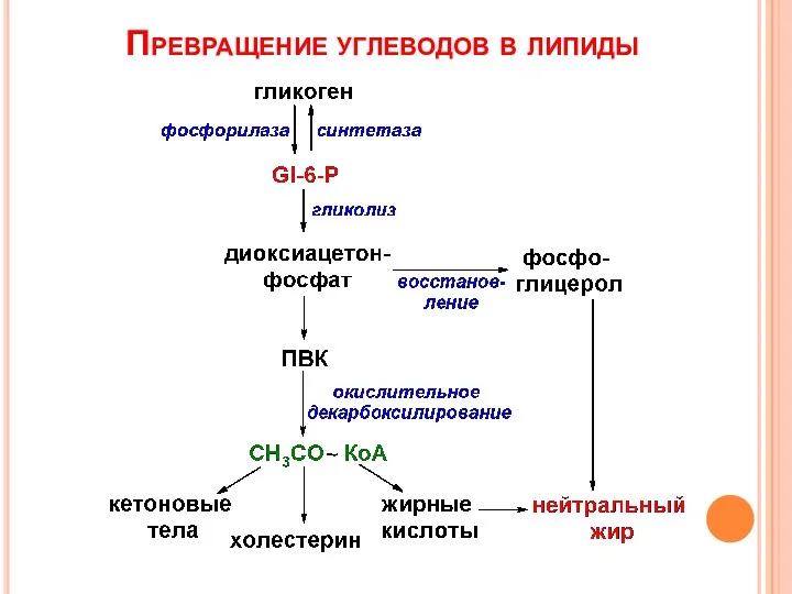 Превращение углеводов в липиды