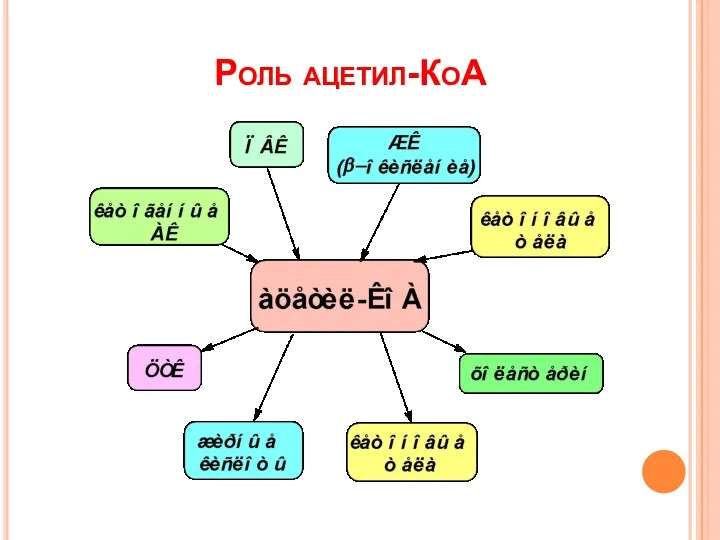 Роль ацетил-КоА