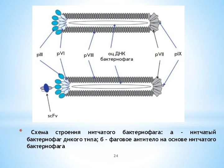 Схема строения нитчатого бактериофага: а – нитчатый бактериофаг дикого типа; б – фаговое