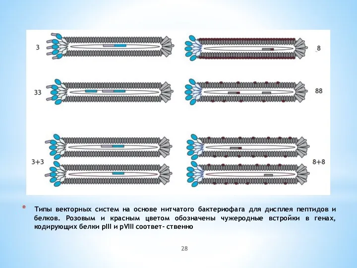 Типы векторных систем на основе нитчатого бактериофага для дисплея пептидов