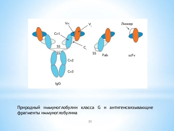 Природный иммуноглобулин класса G и антигенсвязывающие фрагменты иммуноглобулина