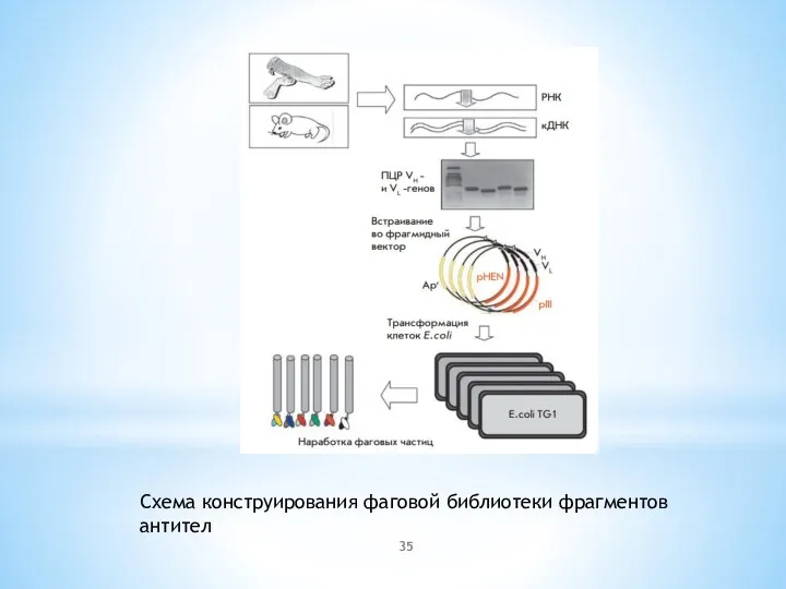 Схема конструирования фаговой библиотеки фрагментов антител