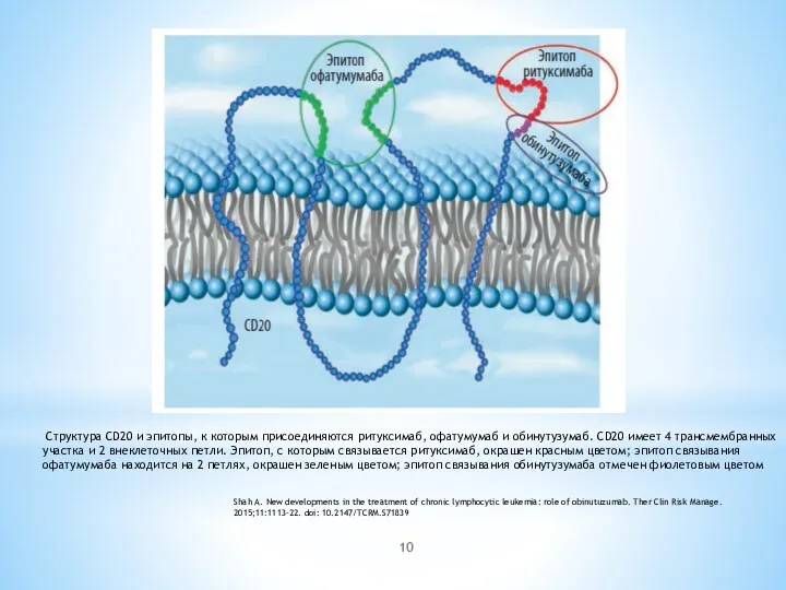 Структура CD20 и эпитопы, к которым присоединяются ритуксимаб, офатумумаб и