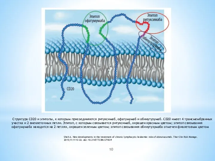 Структура CD20 и эпитопы, к которым присоединяются ритуксимаб, офатумумаб и обинутузумаб. CD20 имеет