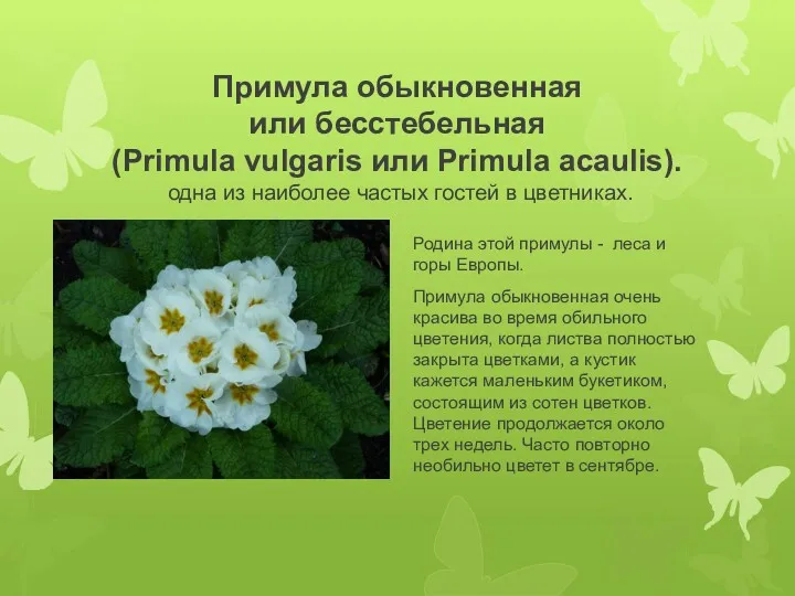 Примула обыкновенная или бесстебельная (Primula vulgaris или Primula acaulis). одна