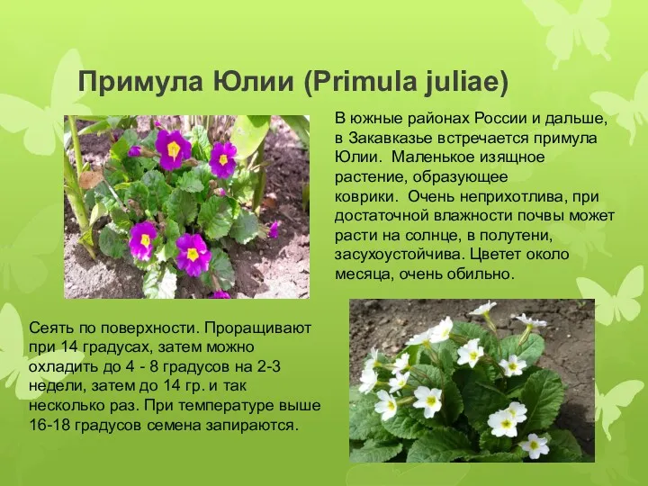 Примула Юлии (Primula juliae) В южные районах России и дальше,