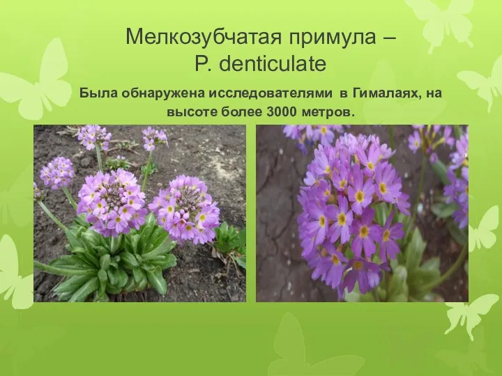 Мелкозубчатая примула – P. denticulate Была обнаружена исследователями в Гималаях, на высоте более 3000 метров.