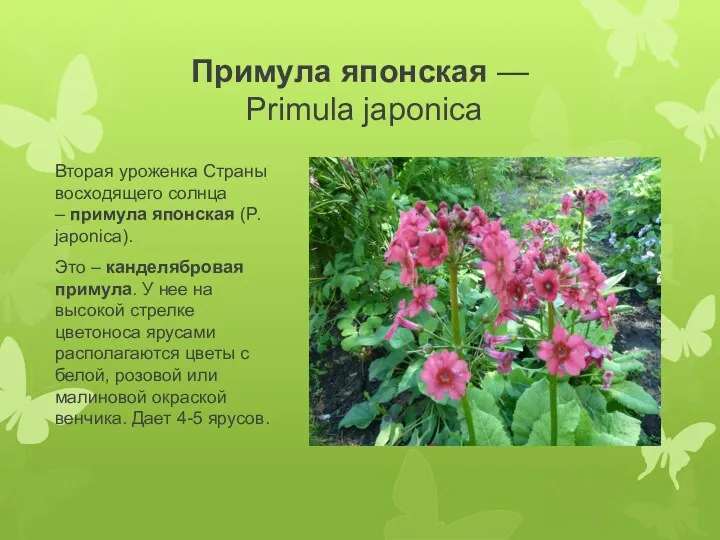 Примула японская — Primula japonica Вторая уроженка Страны восходящего солнца