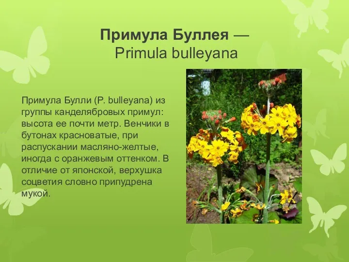 Примула Буллея — Primula bulleyana Примула Булли (P. bulleyana) из