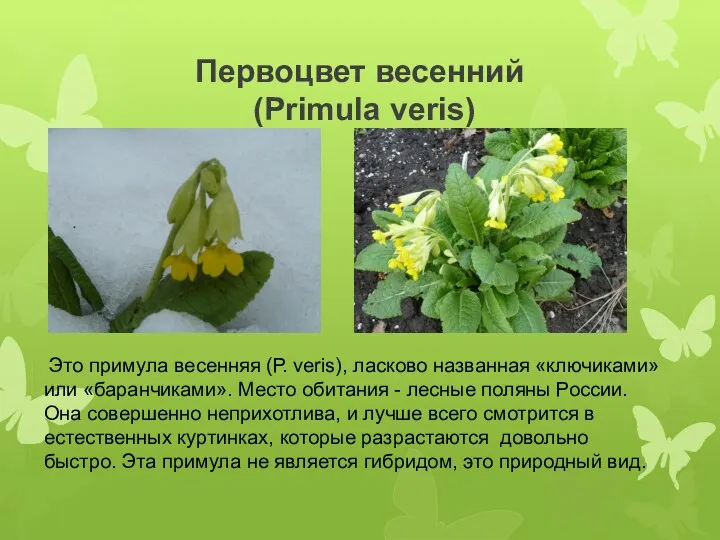 Первоцвет весенний (Primula veris) Это примула весенняя (Р. veris), ласково