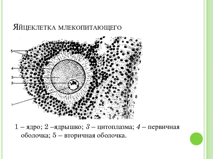 Яйцеклетка млекопитающего 1 – ядро; 2 –ядрышко; 3 – цитоплазма;